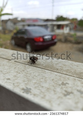 macro picture of housefly's reproduction