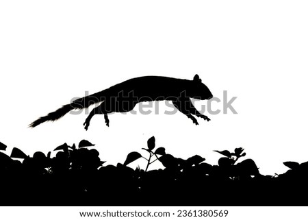 A squirrel silhouette in black and white while jumping 