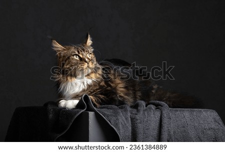 The Maine Coon lies on a dark cloth against a dark background and looks forward. Noble purebred cat. A large thoroughbred purebred Maine Coon lies on a dark cloth in the studio.