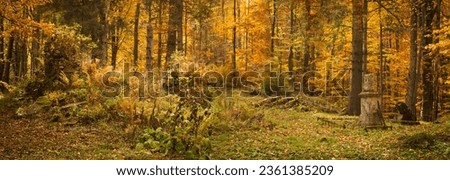 Old cemetery in the woods. Autumn beech forest. Magic of the fall. Royalty-Free Stock Photo #2361385209