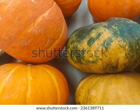 Pumpkins on a white background. Autumn harvest.