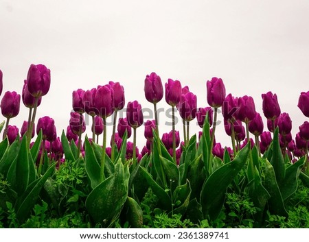Purple tulips picture, Tulip flower bed