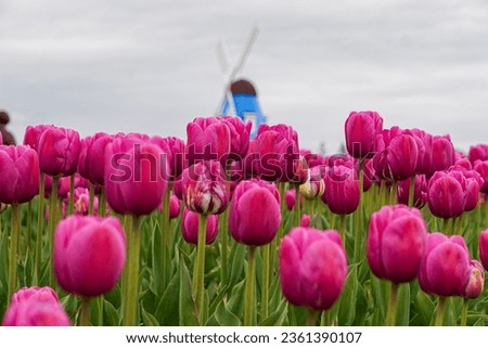 purple tulips pictures with wind will background