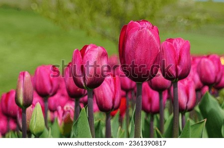 Pink tulips picture, Tulip flower bed background