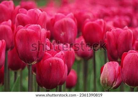 Pink tulips picture, Tulip flower bed background