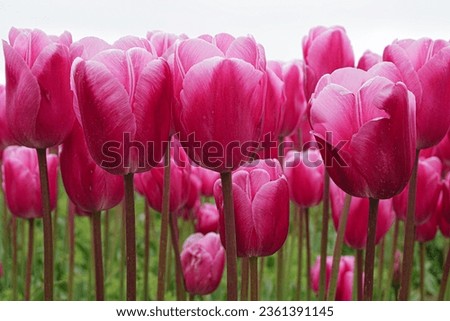 Pink and white tulips picture, Tulip flower bed background