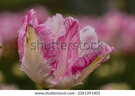 Pink  white tulip picture, Tulip flower closeup background