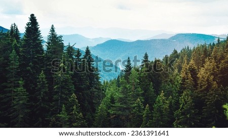 Mountain view at the pine forest covered hills.