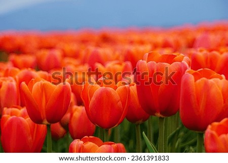 Orange and yellow tulips pictures, Tulip flower bed background