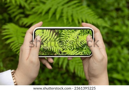 A woman's hand holds a mobile phone and photographs the green leaves of plants. Green fern on smartphone screen, mobile photography concept