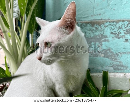 Picture of a white cat for cat lovers.