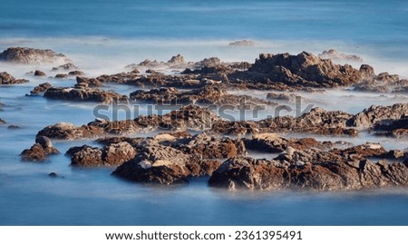 California Sea Lions Sunbathing and Camouflaged on Rocks
