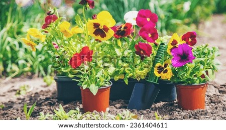 Planting a flower garden, spring summer. Selective focus. nature.