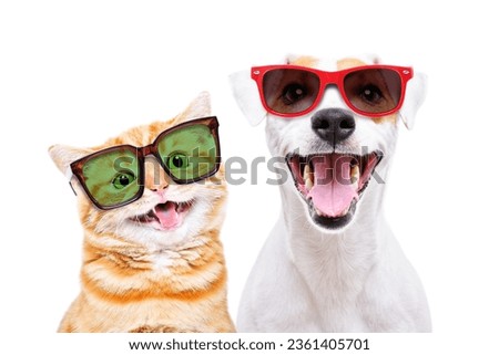 Portrait of a cheerful Scottish Straight kitten and Jack Russell Terrier dog in sunglasses isolated on a white background