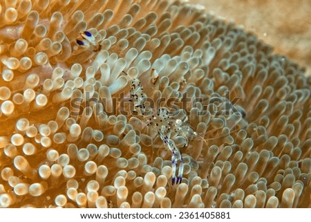 anemone tentacles hard coral detail