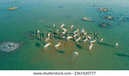 drone shot aerial view top angle bright sunny day beautiful natural pelicans flamingos painted storks plumage migratory birds flying motionblur avian turquoise blue waterbird beak swimming floating
