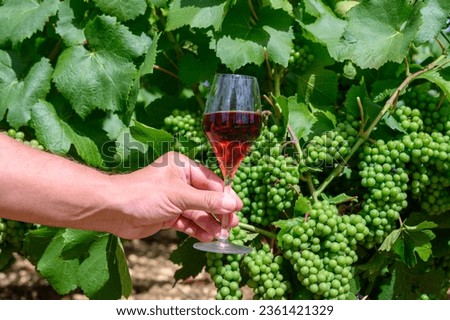 Tasting of sparkling red wine with bubbles champagne on summer weekend festival route of champagne on vineyards in Celles-sur-Ource, Cote des Bar, Champagne region, France