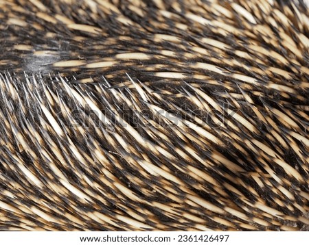 texture of animal body in selective focus. 