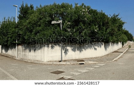 Pole in front of white plaster fence and oleander shrub above it, at the street corner. Concrete sidewalk and asphalt road. Background for copy space.