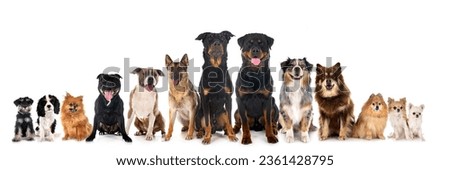 group of dogs in front of white background Royalty-Free Stock Photo #2361428795
