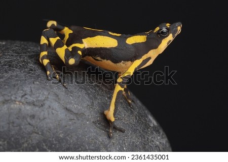 A portrait of a Harlequin Toad on a rock
