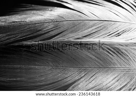 Black and white photo of rooster feather with details and reflexions