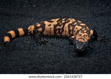 Gila Monster (Heloderma suspectum) is a species of venomous lizard native to United States and Mexico. Royalty-Free Stock Photo #2361438727