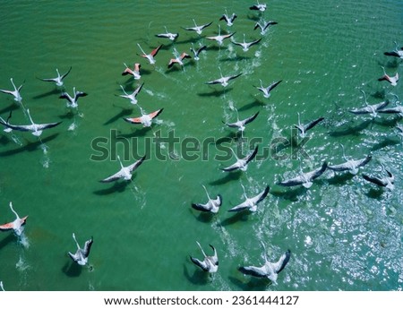 drone shot aerial view top angle bright sunny day beautiful natural scenery pink white lesser flamingos india tamilnadu madurai migratory birds flying motionblur avian turquoise blue water beak wings
