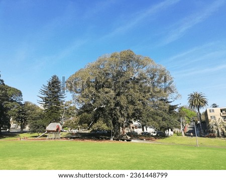 In a serene, green park, a majestic tree stands tall under a clear blue sky, a timeless emblem of nature's beauty and tranquility Royalty-Free Stock Photo #2361448799