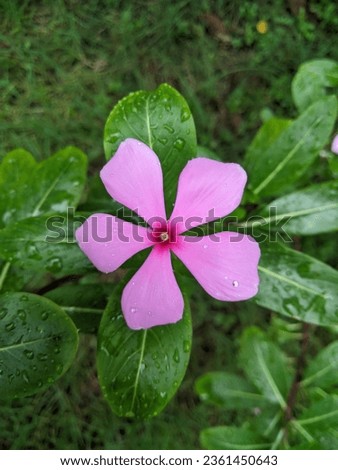 Catharanthus roseus flower pic, Cape periwinkle, Madagascar periwinkle, periwinkle,nayantara flower pic. Royalty-Free Stock Photo #2361450643