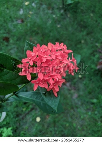 Ixora coccinea, Jungle geranium, Flame of the woods, Jungle flame, flower photography, flower picture 