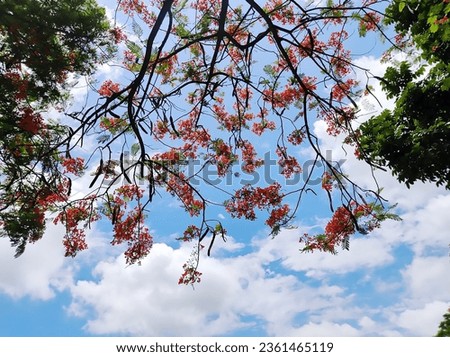 Blue sky red color flower its name Krishnachura.It is more common in Bangladesh during winter.