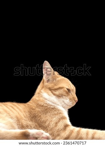 Picture of a house kitten Elegant and beautiful like a tiger on a black background.