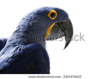 Fine Art portrait picture of "Blue Hyacinth Macaw", in color 