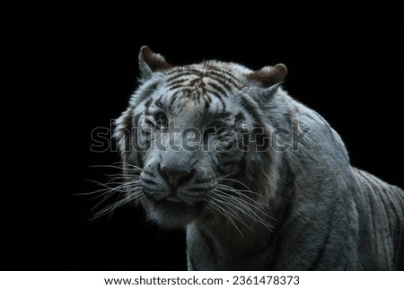 Fine Art portrait picture of "White Bengal Tiger", in color with grainy