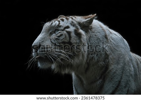 Fine Art portrait picture of "White Bengal Tiger", in color with grainy