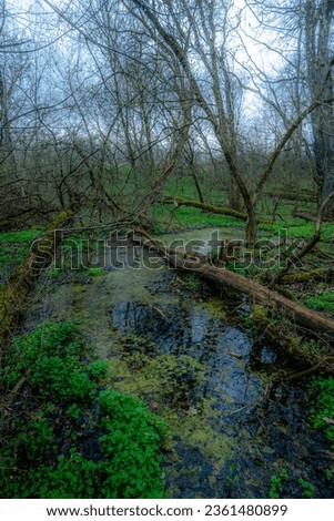 Mystery green forest at evening time . Landscape with stream in forest . Trees at spring 