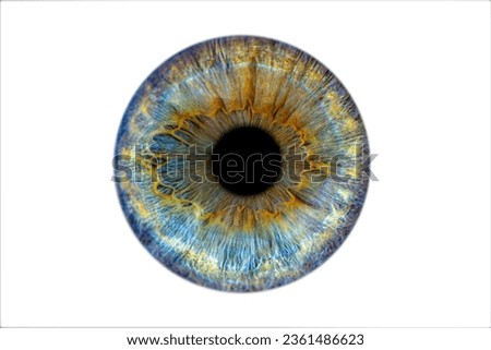 Close up of eye iris on white background, macro, photography Royalty-Free Stock Photo #2361486623