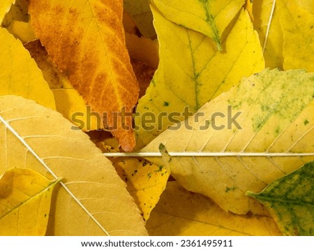 Different leaves autumn background. Autumn leaves.