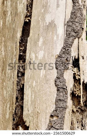 Termite nest on a tree Close up termites eating tree branch, wood eaten by termites.
