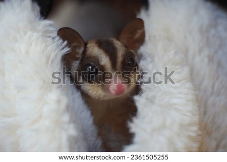 Picture of a cute and adorable closeup of a sugar glider peeking out from inside its hanging sleeping pouch.