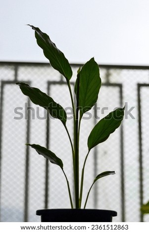 Turmeric Plant, Plant grown in pot, mature plant, spice plant, foliage