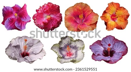 Beautiful compilation of real different Hibiscus rosa sinensis from Hawaii flower heads cut outs on white isolated background.