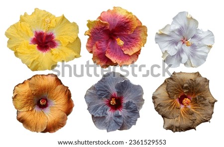 Beautiful compilation of real different Hibiscus rosa sinensis from Hawaii flower heads cut outs on white isolated background.