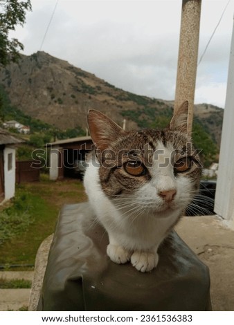 Hungary Cat İn The Village