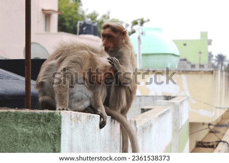 Two monkeys clean together in pleasant evening 