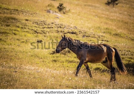 Wild horses on mountain Bjelašnica during autumn