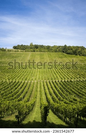 Beautiful green vineyards on a hill at Denbies Wine Estate in Surrey, England.

Taken on a sunny day with blue sky. Royalty-Free Stock Photo #2361542677