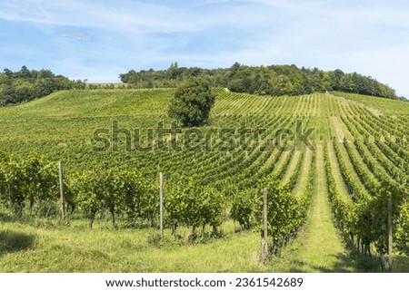 Beautiful green vineyards on a hill at Denbies Wine Estate in Surrey, England.

Taken on a sunny day with blue sky. Royalty-Free Stock Photo #2361542689
