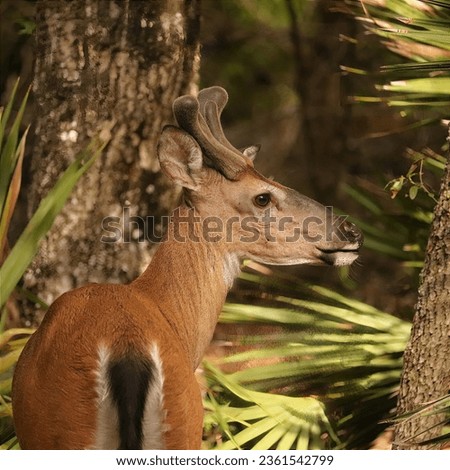 Young Buck in Velvet Felt Spike Manatee Springs State Park Chiefland Florida White-tailed Deer